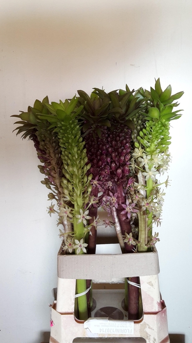 <h4>EUCOMIS OV</h4>