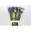 Agapanthus Mix