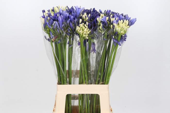 Agapanthus Mix
