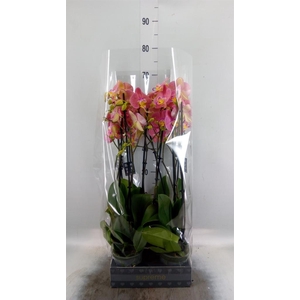 Phalaenopsis   ...orange