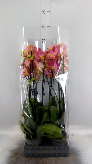 <h4>Phalaenopsis   ...orange</h4>