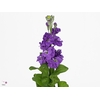 MATTH ANYT LAVENDER