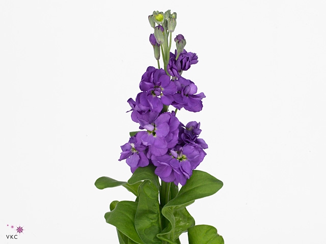 MATTH ANYT LAVENDER