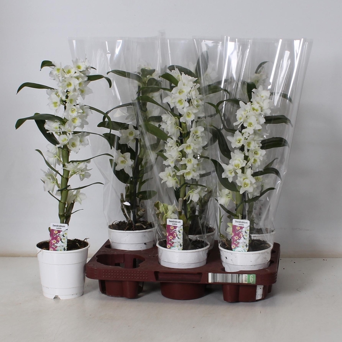 <h4>DEND NOBILE</h4>