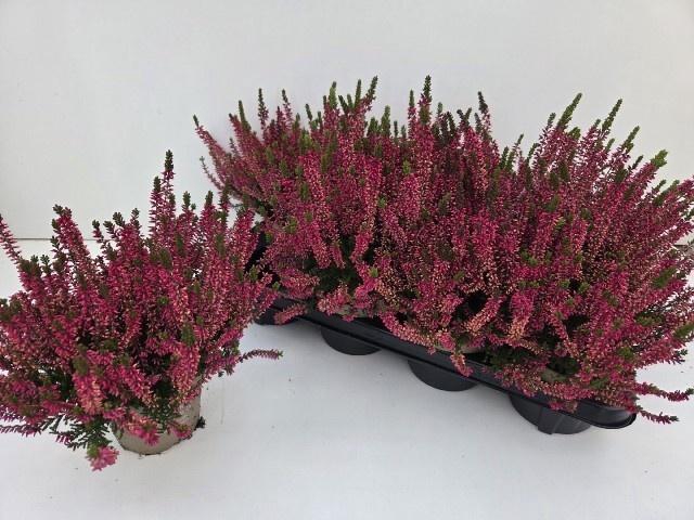 <h4>CALLU GA G FRANCA</h4>