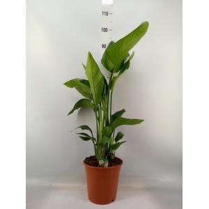 Strelitzia nicolai