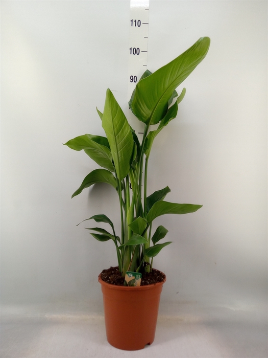 <h4>Strelitzia nicolai</h4>