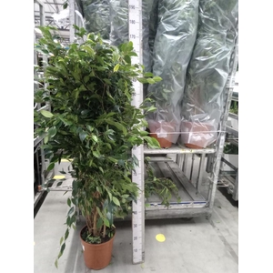 Ficus benja. 'Anastasia'