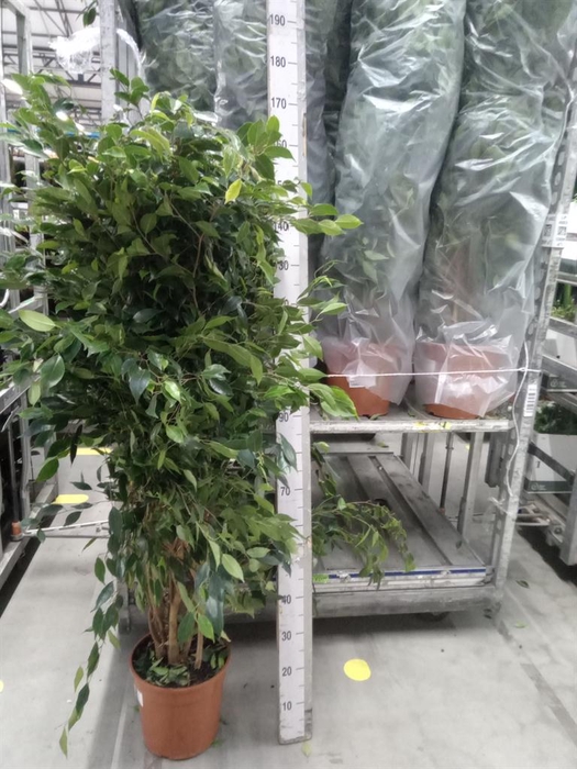 <h4>Ficus benja. 'Anastasia'</h4>