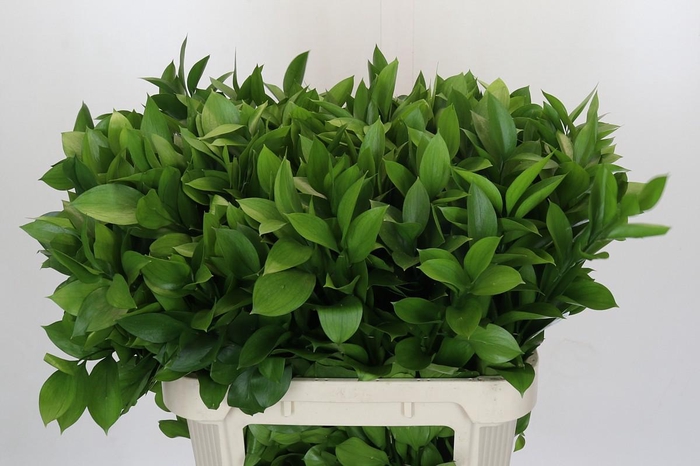 <h4>Ruscus Hypophyllum</h4>