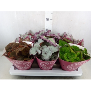 Begonia BD 'Beleaf'   ...mix