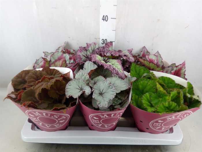 <h4>Begonia BD 'Beleaf'   ...mix</h4>