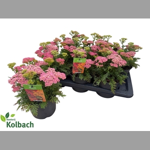 ACHI MILLEFOLIUM