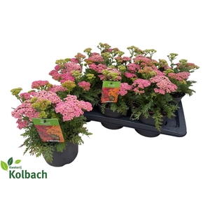 ACHI MILLEFOLIUM