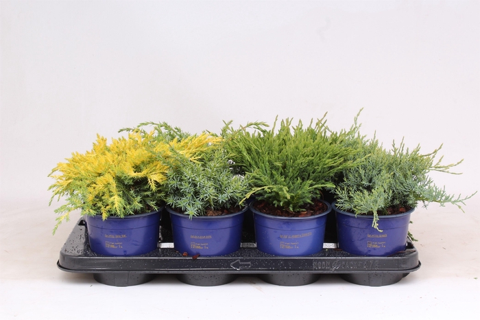 <h4>Jun Gemengd</h4>