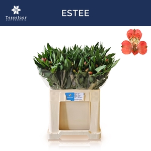 ALSTR ESTEE