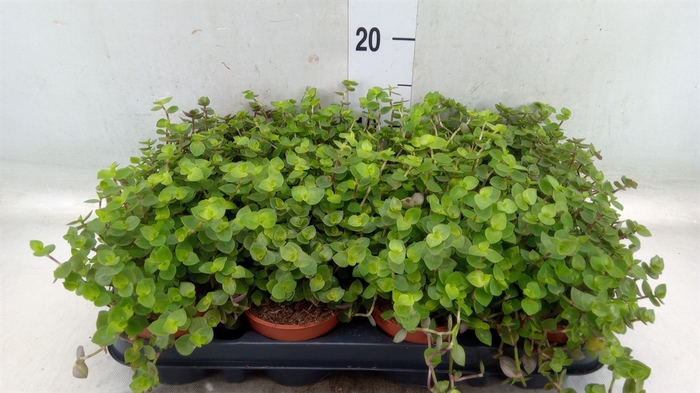 <h4>Callisia repens 'Turtle'</h4>