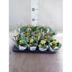 Kalanchoe blos. 'RosDon Collection'