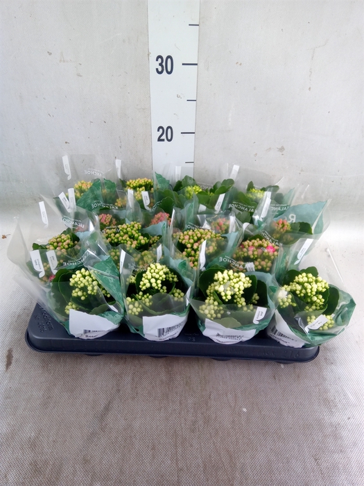 <h4>Kalanchoe blos. 'RosDon Collection'</h4>