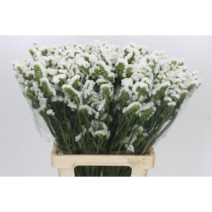 Limonium Sinuatum White