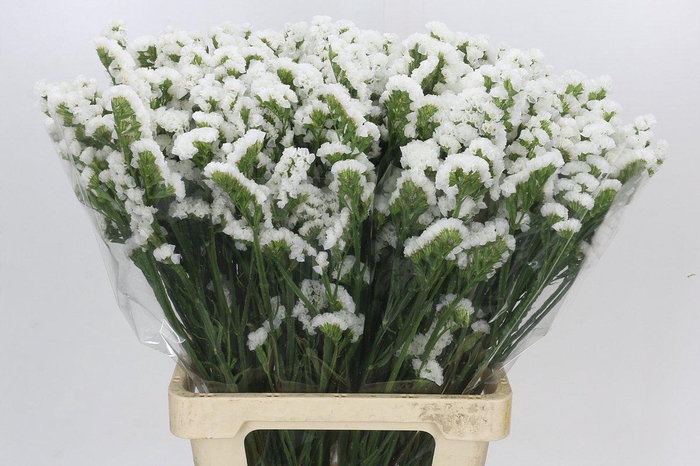 Limonium Sinuatum White