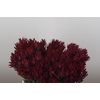 Leucadendron Blush Spray