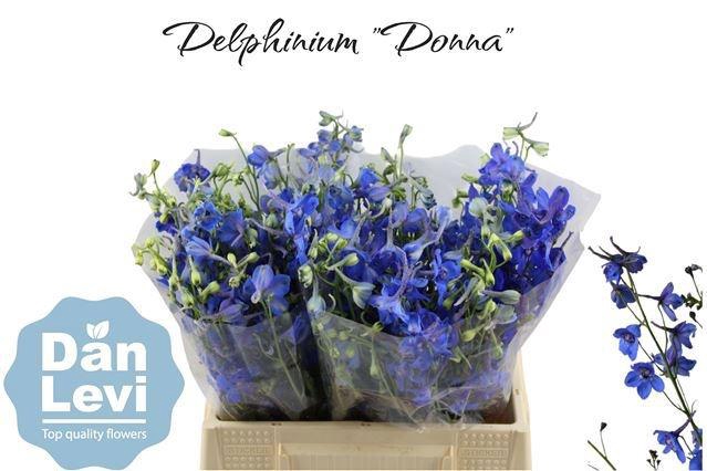 <h4>DELPH EN DONNA</h4>