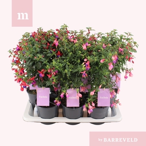Fuchsia stam mixtray