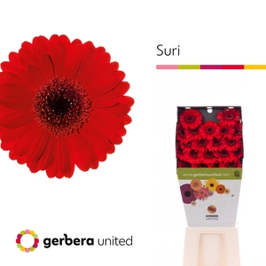 Germini Suri Diamond