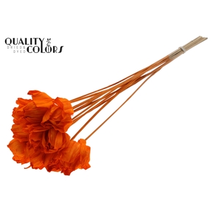 Shola Dear Holly 6cm on stem Orange