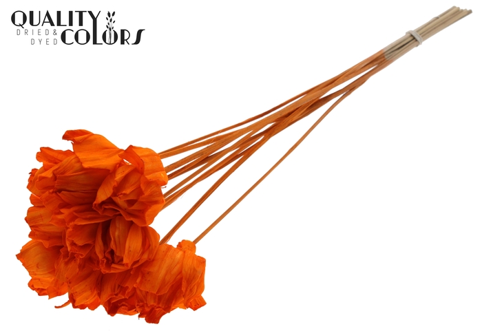 Shola Dear Holly 6cm on stem Orange