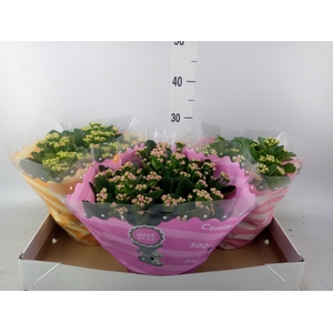 Kalanchoe blos.   ..rosebud mix  5