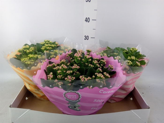 <h4>Kalanchoe blos.   ..rosebud mix  5</h4>