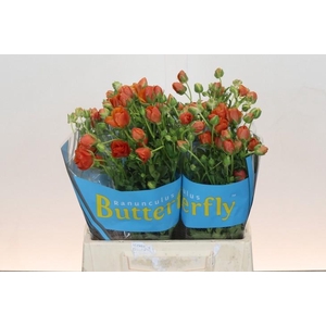 Ranunculus Butterfly Minoan