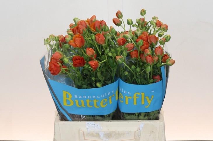 <h4>Ranunculus Butterfly Minoan</h4>