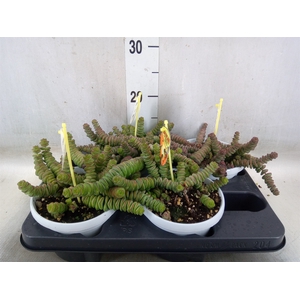 Crassula marnieriana