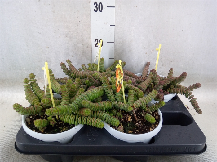 <h4>Crassula marnieriana</h4>