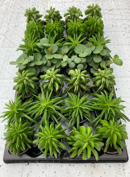 <h4>PEPEROMIA-HYBRID  P6 MIX</h4>