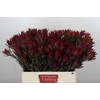 Leucadendron Blush Spray