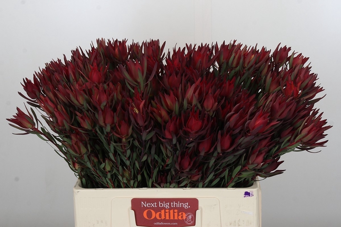 Leucadendron Blush Spray
