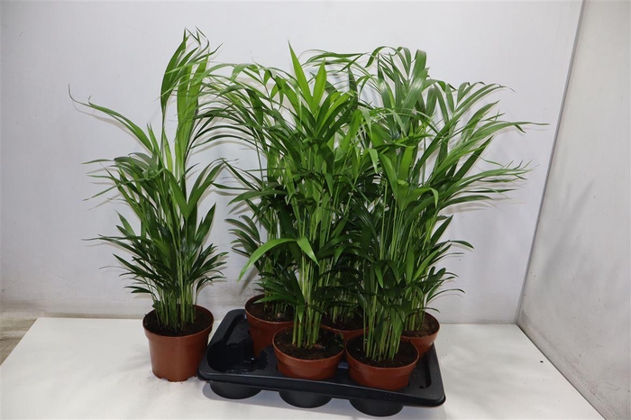 <h4>Dypsis Lutescens</h4>