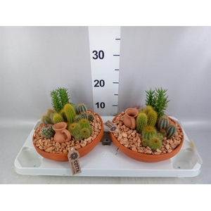 Arr.  Cactus L%