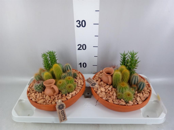 <h4>Arr.  Cactus L%</h4>