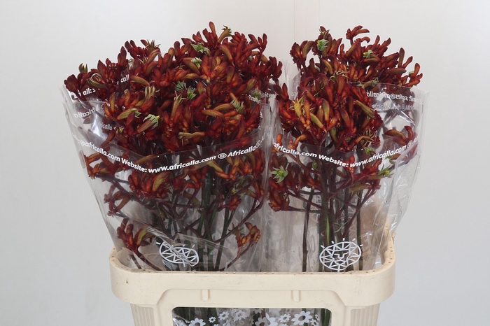 <h4>Anigozanthos Early Spring Indoor</h4>