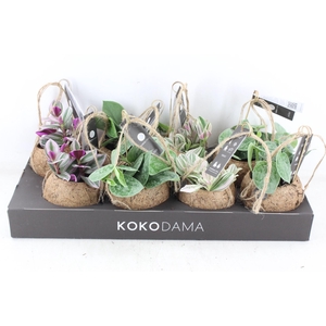 arr3 Kokoplant - Green mix x8