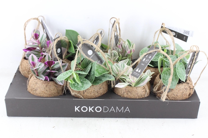 <h4>arr3 Kokoplant - Green mix x8</h4>