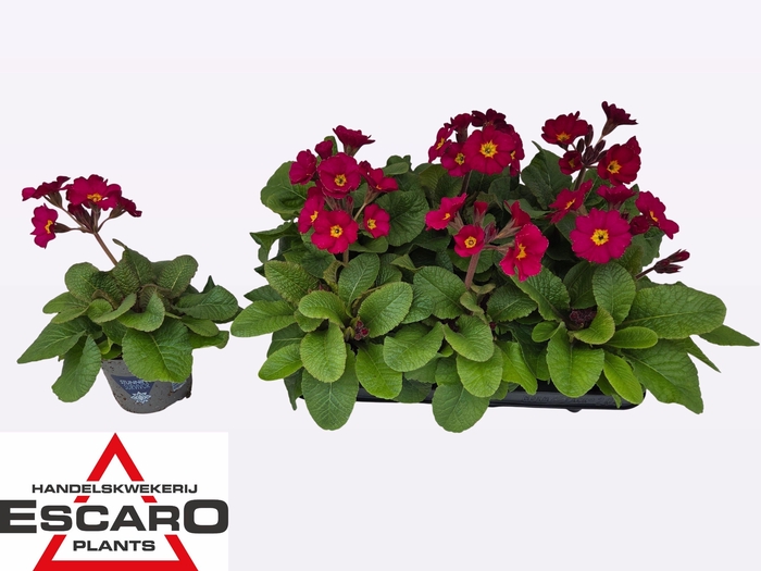 <h4>PRIM EL ST ROSE</h4>