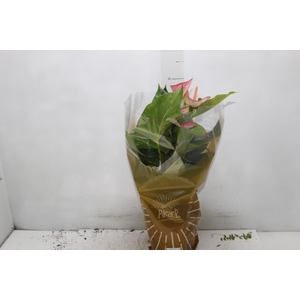 ANTHURIUM LIVIUM RED P17 BICOLOR