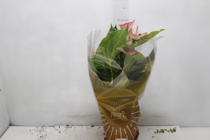 <h4>ANTHURIUM LIVIUM RED P17 BICOLOR</h4>