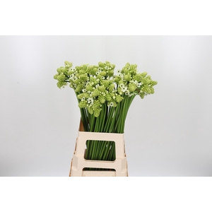 Ornithogalum Saundersiae